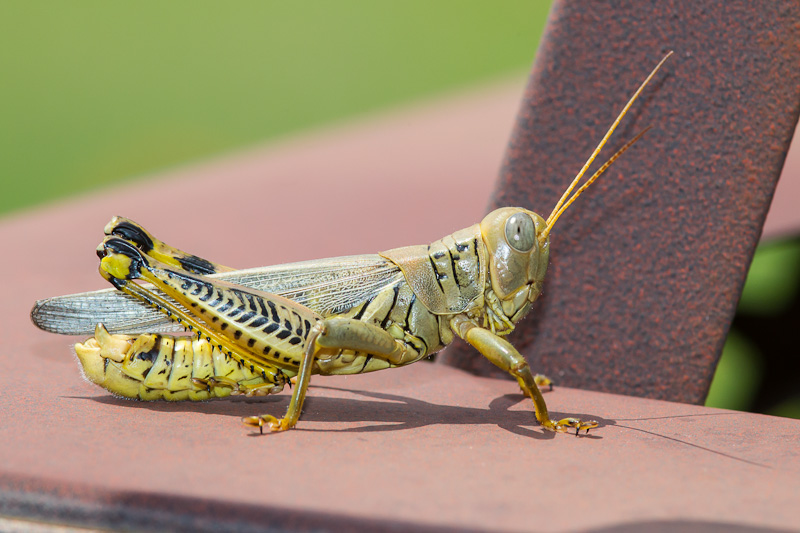 Differential (Melanoplus differentialis)